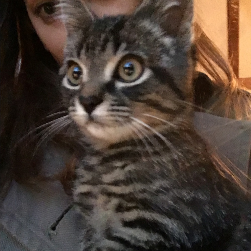 Meet your Posher, Susan